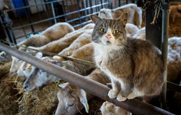 Comment prendre soin au mieux des chats de grange
