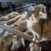 Comment prendre soin au mieux des chats de grange