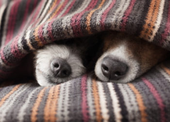 Couverture de sécurité pour animaux de compagnie |  Animauxinfo