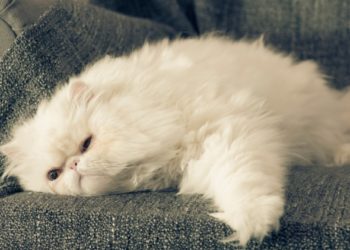 Évaluation de l’état corporel des chats