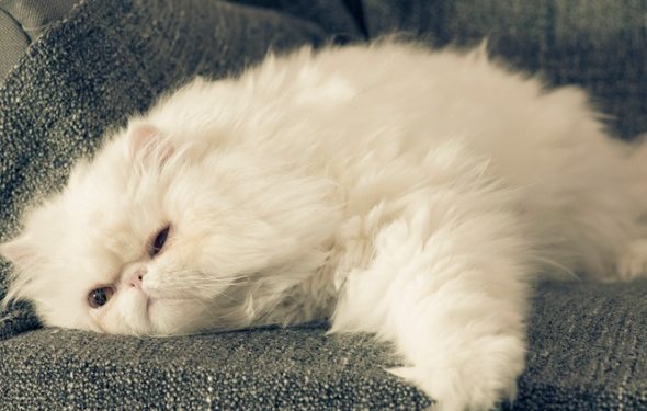 Évaluation de l’état corporel des chats