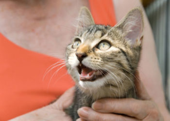 Façons saines de traiter votre chat – Bonnes friandises pour chats