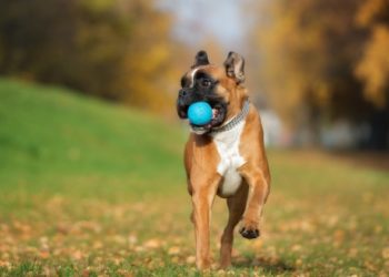 Jouets pour chiens sans BPA et non toxiques: que signifient les étiquettes?