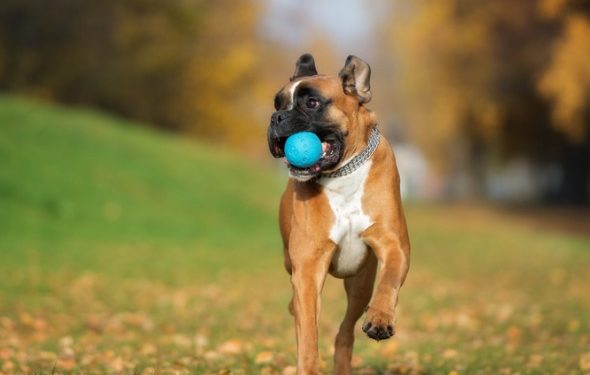 Jouets pour chiens sans BPA et non toxiques: que signifient les étiquettes?