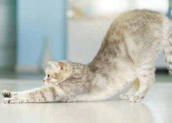 La médecine holistique et comment elle peut aider votre animal de compagnie