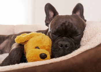 Les chiens peuvent-ils être allergiques à leurs lits?