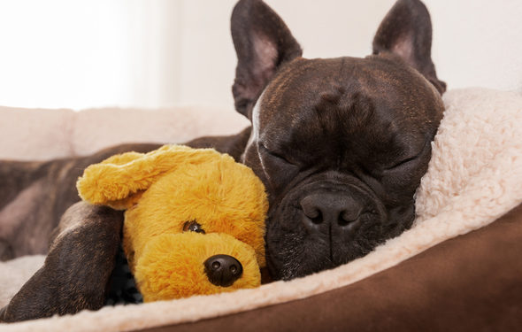 Les chiens peuvent-ils être allergiques à leurs lits?