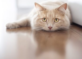 Médicament préventif Heartworm – Chats |  Traitement de la dirofilariose