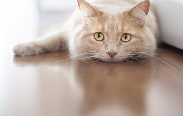 Médicament préventif Heartworm – Chats |  Traitement de la dirofilariose