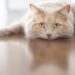 Médicament préventif Heartworm – Chats |  Traitement de la dirofilariose