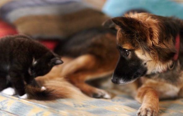 Un chien peut-il être allergique aux chats?