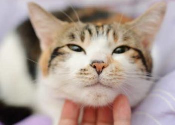 Votre chat vous considère-t-il comme une famille?  Comment dire