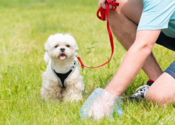 Come educare un cucciolo di cane a fare i suoi bisogni fuori casa