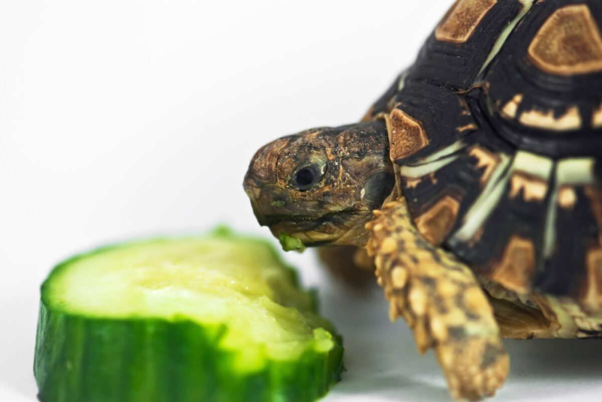 tortues-aquatiques-alimentation-comment-se-reproduire-15