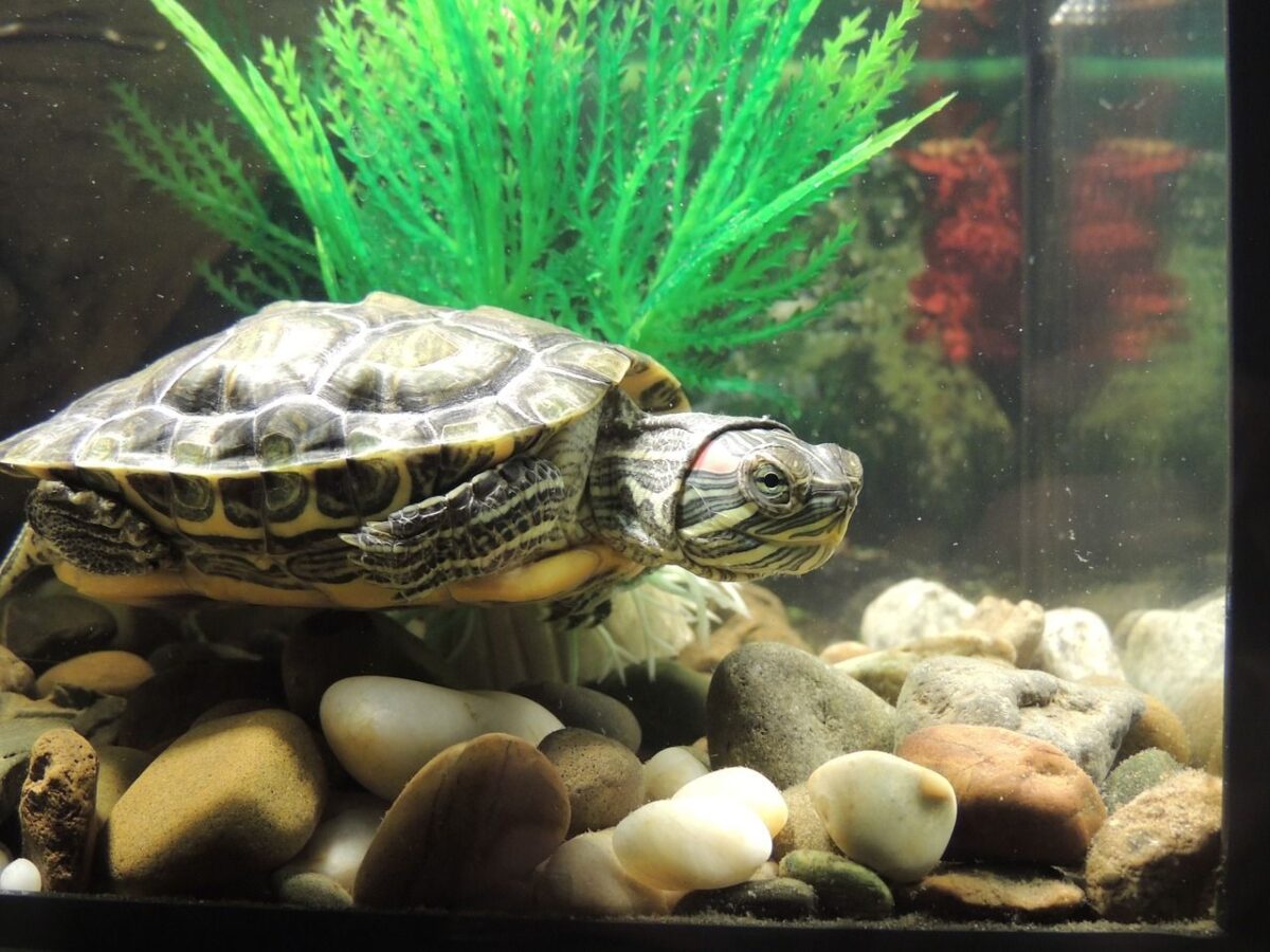 tortues-aquatiques-alimentation-comment-se-reproduire-9