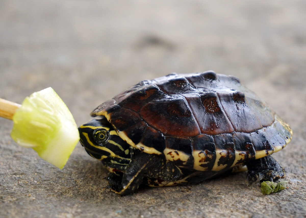 Nourrir les tortues aquatiques: comment les élever