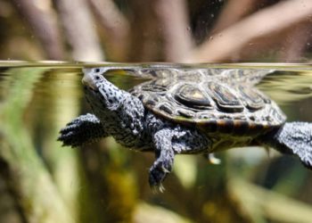 Nourrir les tortues aquatiques: comment les élever au mieux