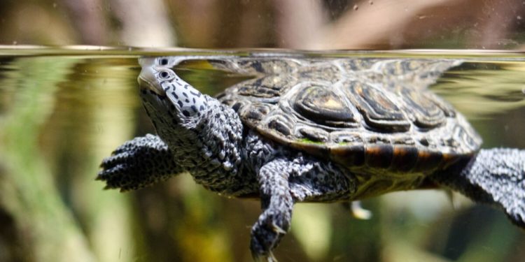 Nourrir les tortues aquatiques: comment les élever au mieux