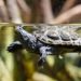 Nourrir les tortues aquatiques: comment les élever au mieux
