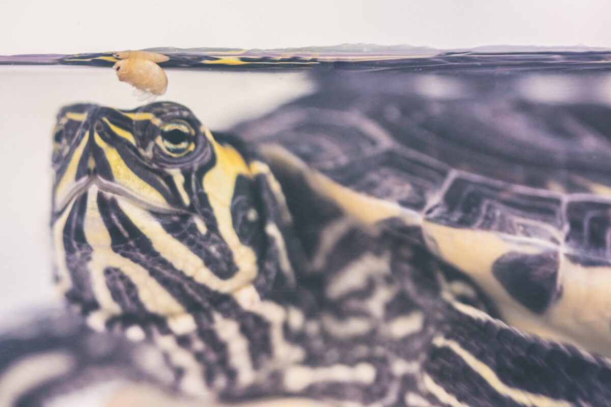 Nourrir les tortues aquatiques: comment les élever