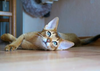 qui il est et comment le gérer au mieux