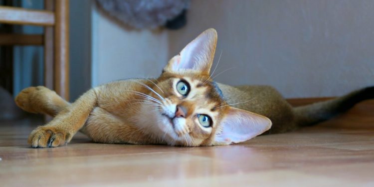 qui il est et comment le gérer au mieux