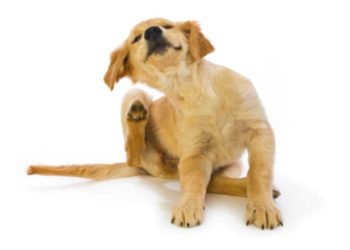 Nourriture pour chiens hypoallergénique et sa vraie signification exposée.