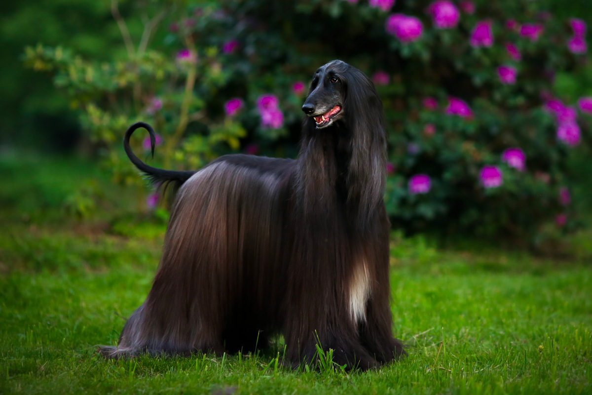 afghan hound-character-and-standard-a-show-dog-1