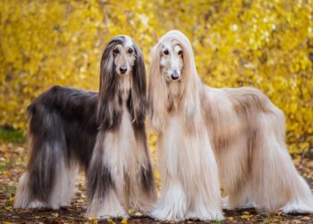 un vrai chien de concours