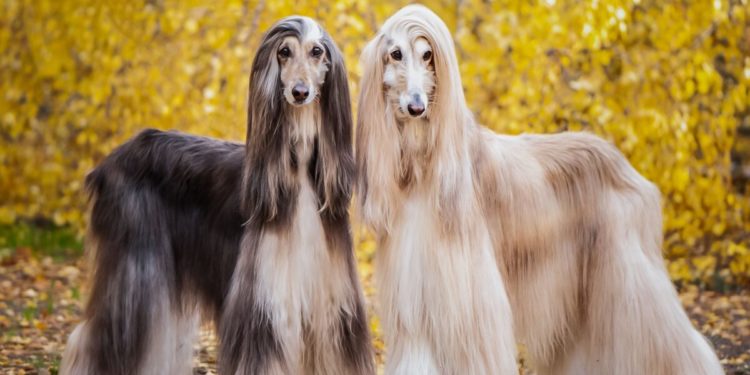 un vrai chien de concours