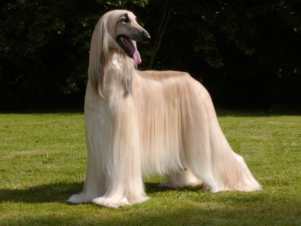 afghan hound-character-and-standard-a-show-dog-8