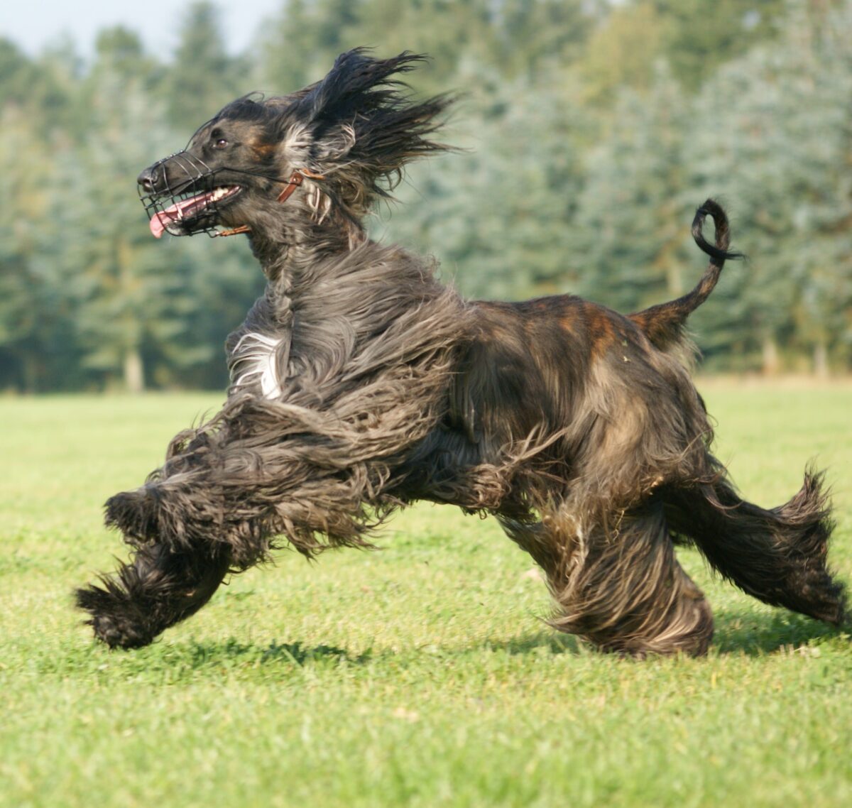 afghan hound-character-and-standard-a-show-dog-9