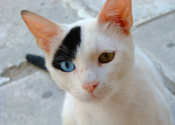 Comment choisir un éleveur de chats expérimenté