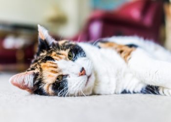 Comment créer une maison accessible et sûre pour les chats âgés