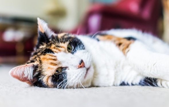 Comment créer une maison accessible et sûre pour les chats âgés