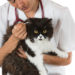 Comment nettoyer les oreilles d’un chat