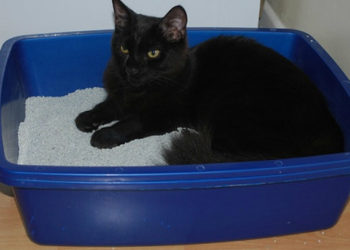 Comment nettoyer les taches et les odeurs d’urine de chat