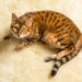 Comment nettoyer l’urine de chat dans votre maison »wiki utile  Animauxinfo