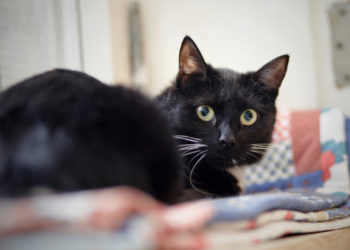 Comment réconforter un chat effrayé