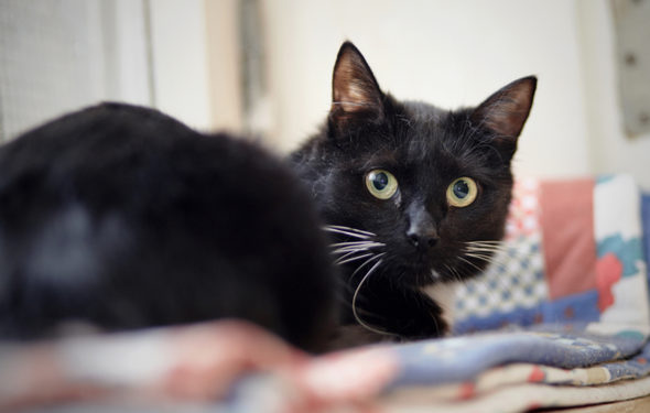 Comment réconforter un chat effrayé