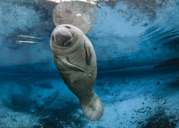 Lamantins Animaux charmants: qui sont-ils?