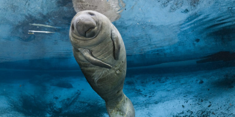 Lamantins Animaux charmants: qui sont-ils?