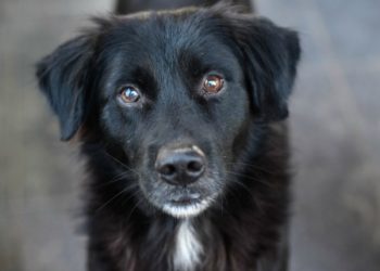 Les chiens peuvent-ils bénéficier du cannabis médical?