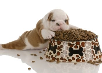 Meilleure nourriture sèche pour chien, que choisissez-vous pour rester en bonne santé?