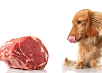 Nourriture crue pour chiens – est-ce une alimentation saine?