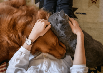 Un sondage montre que la pandémie nous a fait valoriser encore plus nos animaux de compagnie