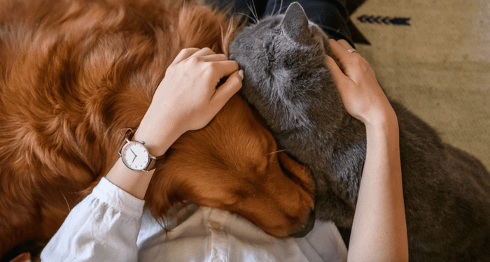 Un sondage montre que la pandémie nous a fait valoriser encore plus nos animaux de compagnie