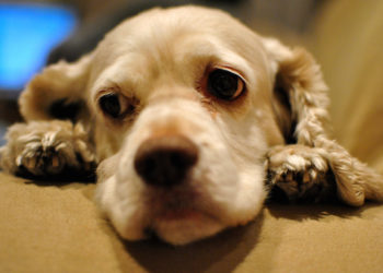 Votre chien est-il pessimiste ou optimiste?