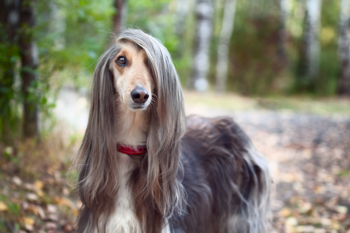 afghan hound-character-and-standard-a-show-dog