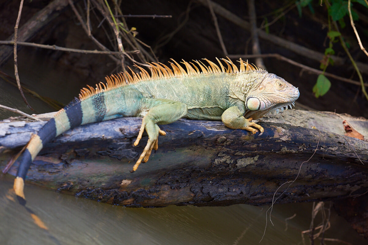 Elevage d'iguanes: carte d'un reptile particulier
